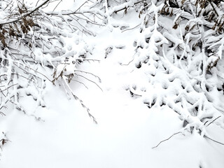 Tree branches in the snow. Winter landscape. Snow covered tree branches.