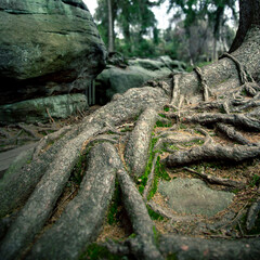 Fototapeta na wymiar korzenie drzewa na skałach, Góry stołowe