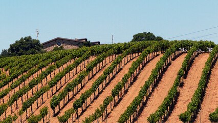 Vineyards, Silverado Trail, Napa Valley, California, United States