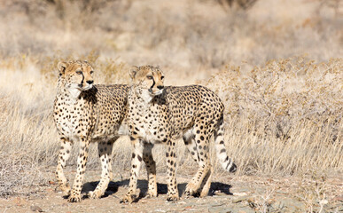 Photo of two cheetah