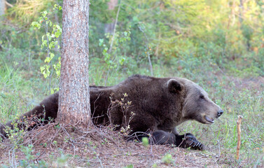 A close photo of brown bear