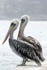 A photo of Peruvian pelican birds