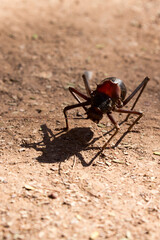 Photo of African king cricket