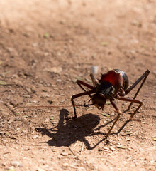 Photo of African king cricket