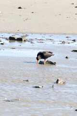 Photo of African oystercatcher bird