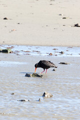 Photo of African oystercatcher bird