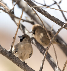 A close photo of sociable weaver