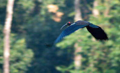 Red-Naped Ibis in Majestic Flight
