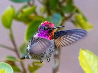 Anna's Hummingbird in Flight
Henderson, Nevada