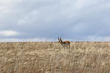 Fotobehang Pronghorn antelope on Antelope Island, Utah © Jenny Thompson