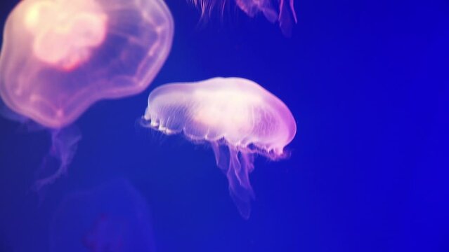 round white jellyfish in water on blue background, selective focus