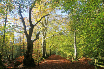 Decoy Country Park, Devon in Autumn