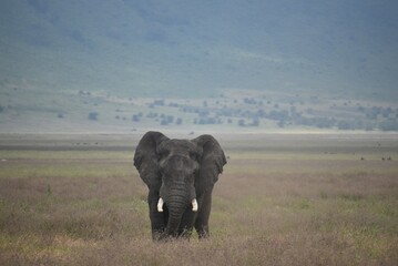 Elephant