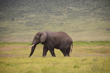 Fototapeta na wymiar Elephant d'Afrique