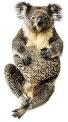 Obraz premium Cute lying koala isolated on white or transparent background, png clipart, design element. Easy to place on any other background. Flat lay.