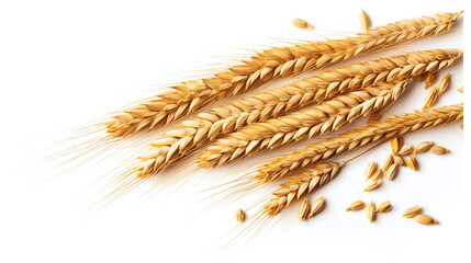 wheat ears isolated on white background