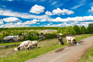 Rural landscape, large herd of cows crosses a field road, Ural village, summer landscape with clouds, Russia.