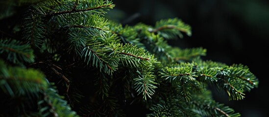 close up of pine needles