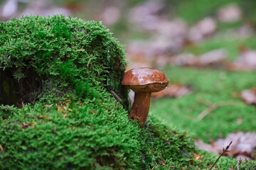 Close-up of a mushroom in a forest in Denmark