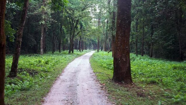 Jungle safari inside Gorumara National Park situated in Dooars, West Bengal, India. 