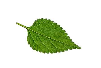Details of a leaf of the West Indian Lantana (Lantana camara)