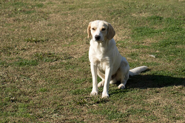 A stray Beagle or Labrador mix dog playing in a city park