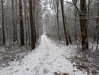 
Winter snowy forest