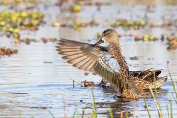 Blue-winged teal duck (Spatula discors) in a wetland in southwest Florida