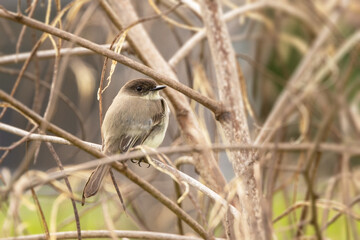 An eastern phoebe (Sayornis phoebe), a small songbird that eats insects, in Sarasota, Florida