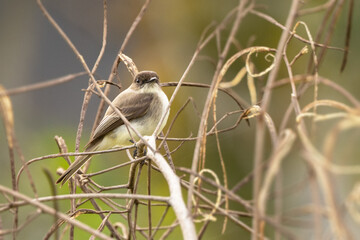An eastern phoebe (Sayornis phoebe), a small songbird that eats insects, in Sarasota, Florida