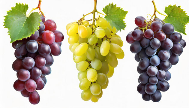 Set of grapes of different varieties and colors, isolated on white background