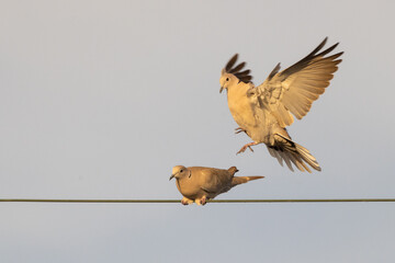 A mourning dove flying, looking like it's trying to land on top of another mourning dove (Zenaida macroura) in Sarasota, Florida - obrazy, fototapety, plakaty