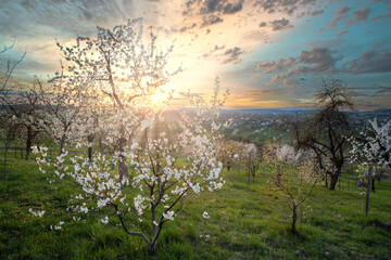 amazing spring rural landscape with blooming trees at sunset.