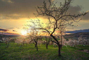 Fototapeta na wymiar amazing spring rural landscape with blooming trees at sunset.