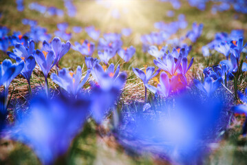 amazing field of blooming purple (blue) crocuses blooming in spring time. natural background...