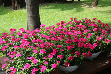Fototapeta na wymiar The beautiful flowers in the park make for a pleasant picnic.