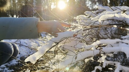 Female hand stroking snowy branch at forest on sunny day. Bright sunlight shining through high trunks of trees and illuminating woodland. Beautiful nature landscape. Winter concept. Slow motion