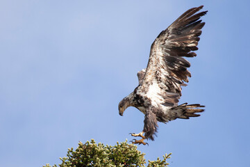 Juvenile bald eagle coming in for landing on tree, Katmai National Park, Alaska