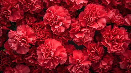 Obraz premium Carnations flowers with red petals Close Up. Natural wallpaper. Spring is here