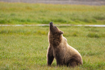 Wild Grizzly Bear watching the Arctic summer mosquitoes