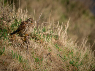 Perched Female Kestral
