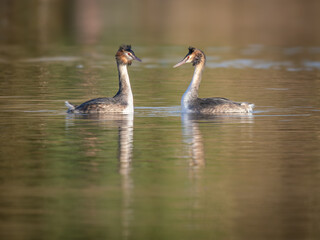 Great Crested Grebe Pair on a Lake