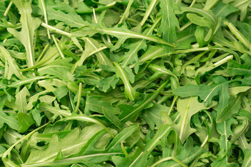 Fototapeta premium Fresh leaves of arugula as a background.