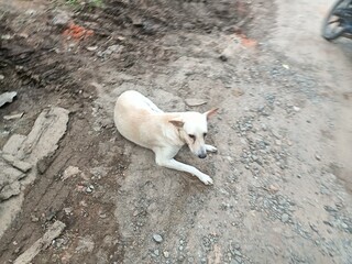 Stray dogs roam around looking for food.