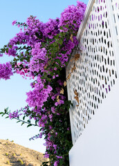Beautiful purple bougainvillea flowers on a white wall. Andalusia, Spain.