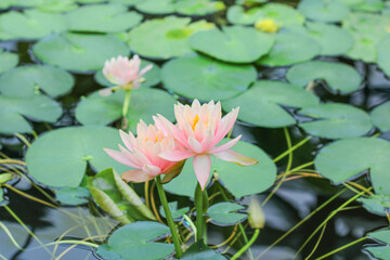 Pink delicate water lily flowers on the water