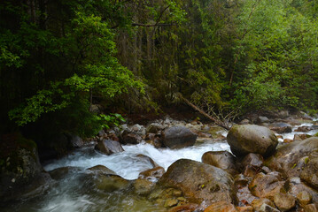 Naklejka na ściany i meble Rocky stream of Kezmarska Biela voda in the Tatra mountain