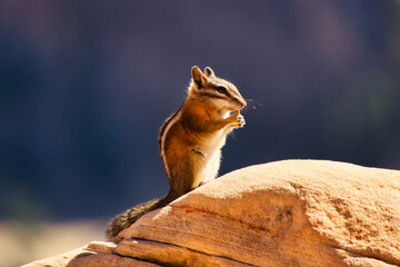 Nahaufnahme eines süßen Streifenhörnchens, das auf einem Stein sitzt und ein Keksstück isst - obrazy, fototapety, plakaty