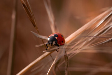 Red ladybug on the grass