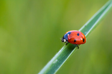 Fototapeta premium Red ladybug